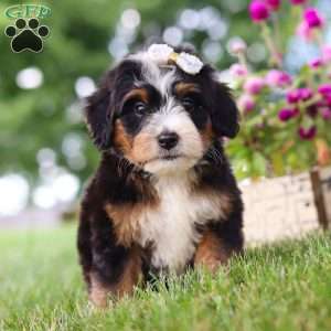 Hey There Delilah, Mini Bernedoodle Puppy